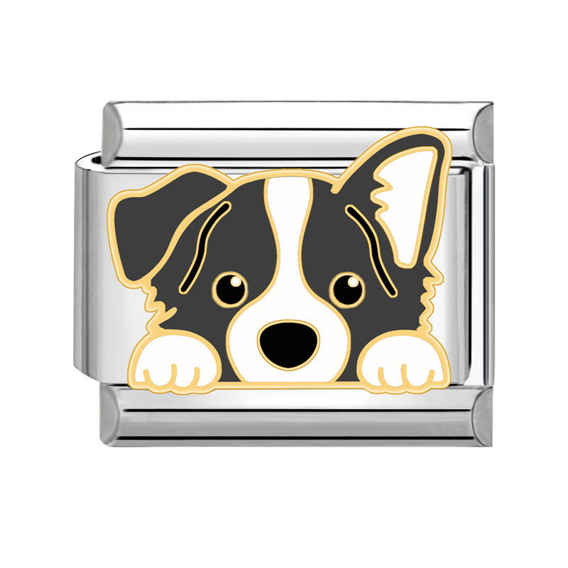 A small border collie dog