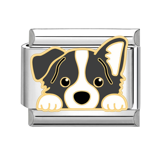 A small border collie dog