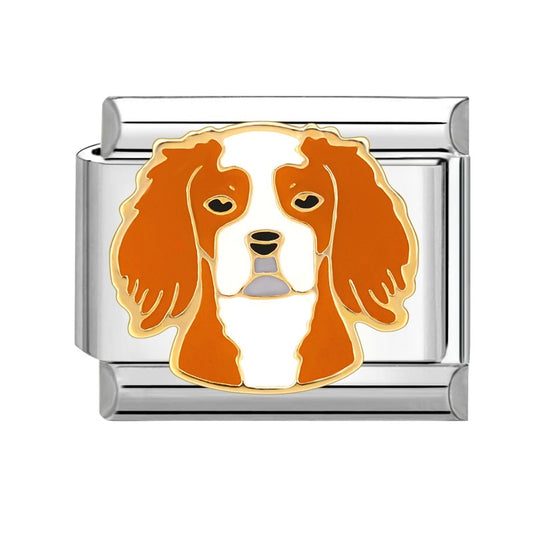 Cavalier King Charles spaniel